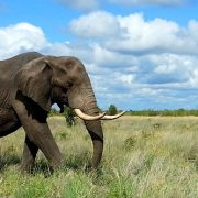 Kruger National Park
